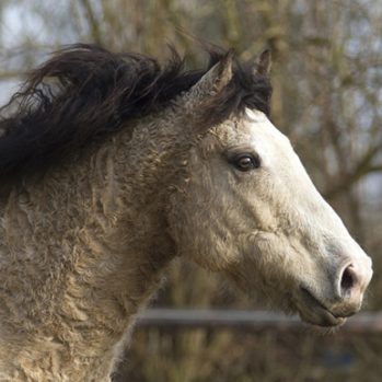 Curly Horses Deutschland Norddeutschland